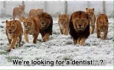 We are looking for a dentist