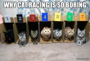 Cat racing