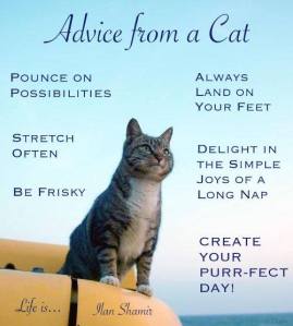 Advice from a Cat