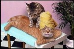 wk-51-cat_massage