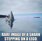 wk-8-shark-stepping-on-a-lego