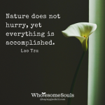 wk-9-nature-does-not-hurry-yet-everything-is-accomplished1